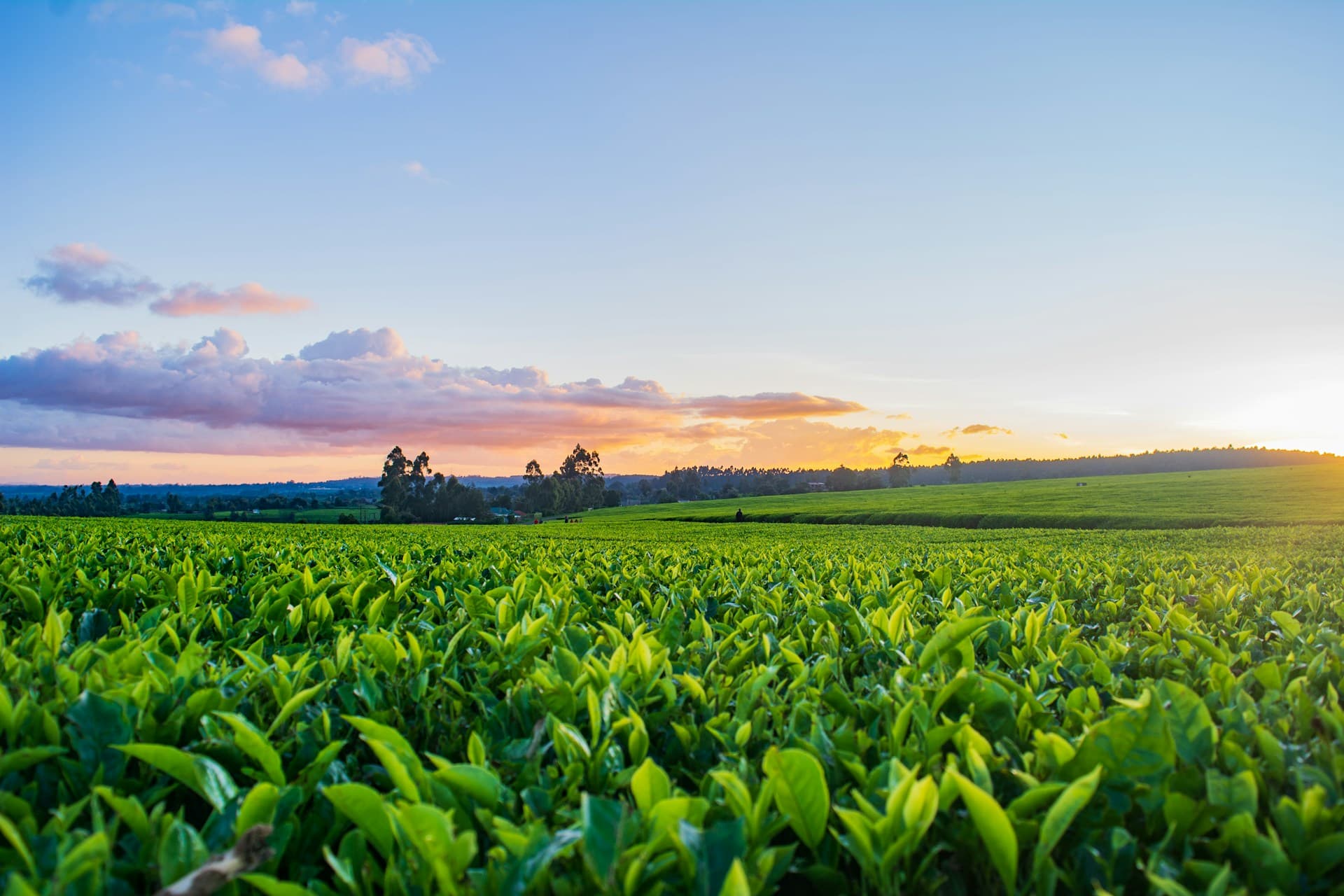 Agriculture Industry